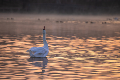 中国新疆伊犁天鹅泉天鹅
