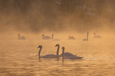 中国新疆伊犁天鹅泉天鹅