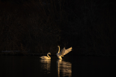 中国新疆伊犁天鹅泉天鹅