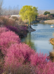 初春小河边一棵翠柳树与大片梅花树林全景