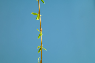 春天长出新芽的柳枝