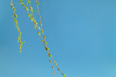 春天长出新芽的柳枝