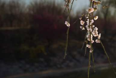 绽放的垂枝梅特写