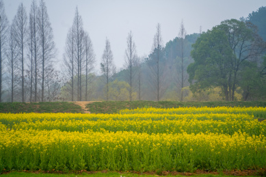 武汉东湖马鞍山森林公园油菜花花海