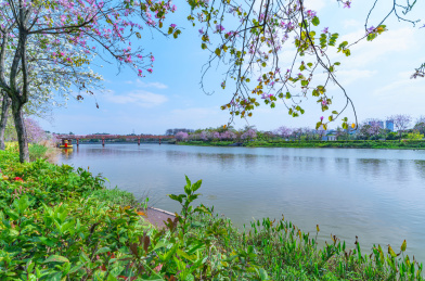 广州海珠国家湿地公园河畔紫荆花