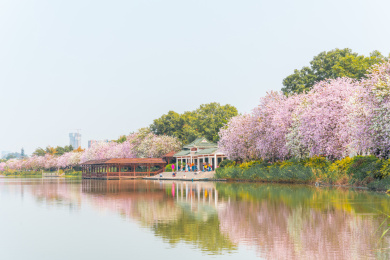 湖边的紫荆花风景