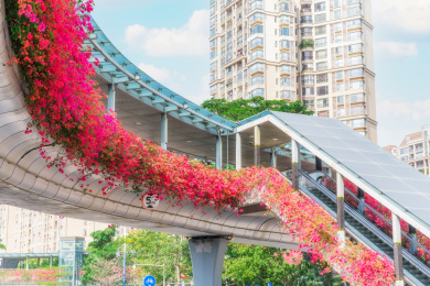 天桥上的三角梅