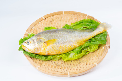  黄花鱼深海鱼  
