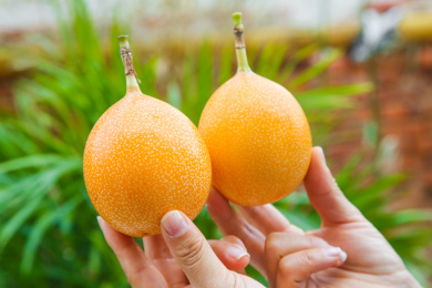 手里拿着热情果