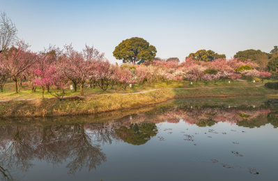 中国无锡荣氏梅园的早晨