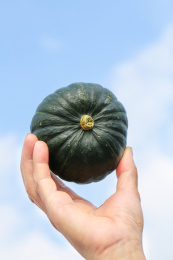 手里拿着板栗贝贝南瓜