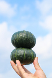 手里拿着板栗贝贝南瓜