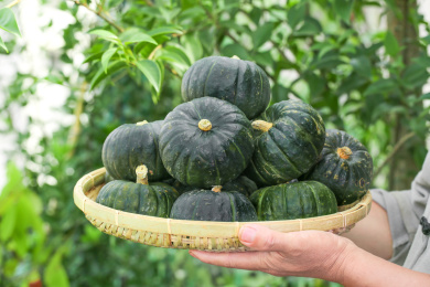 手里端着一盘板栗贝贝南瓜