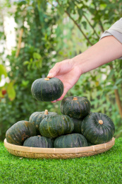 手里拿着板栗贝贝南瓜