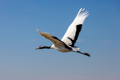 扎龙湿地— 丹顶鹤在蓝天下展翅飞翔