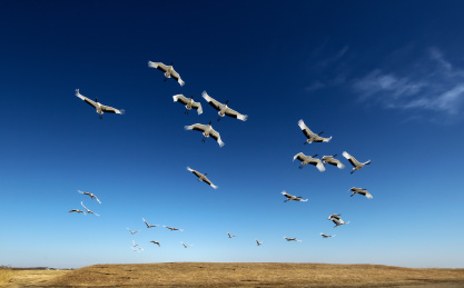扎龙湿地— 丹顶鹤在蓝天下展翅飞翔