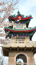 南京樱花树下古建筑励士钟塔