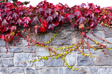 爬墙虎和红叶