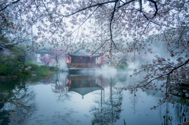 武汉东湖樱园樱花