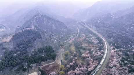 航拍北京居庸关春天花海中的火车