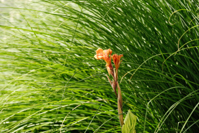 阳光照耀下的清新绿叶