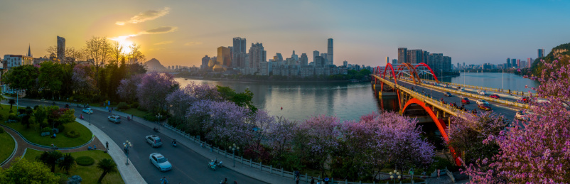 航拍柳州紫荆花