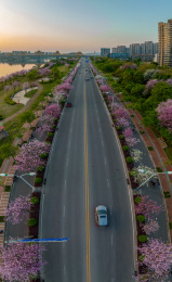 航拍柳州紫荆花