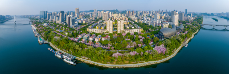 航拍柳州紫荆花