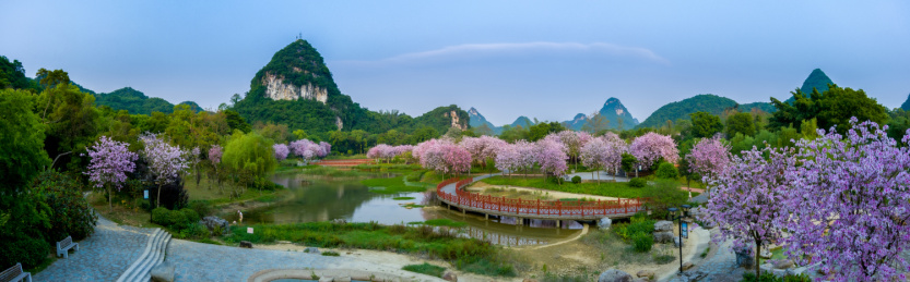 航拍柳州紫荆花