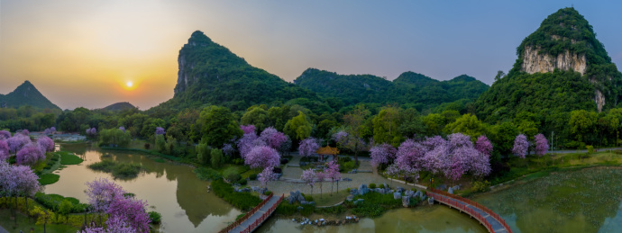 航拍柳州紫荆花