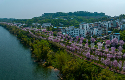 航拍柳州紫荆花