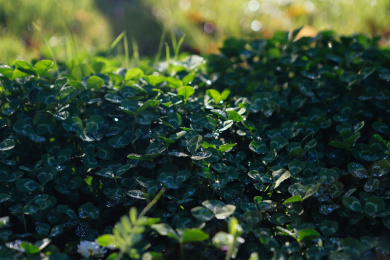 细雨中的三叶草