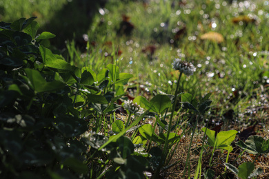 细雨中的三叶草