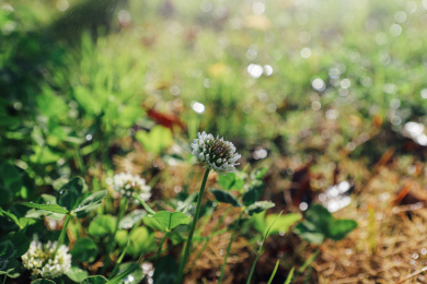 细雨中的三叶草