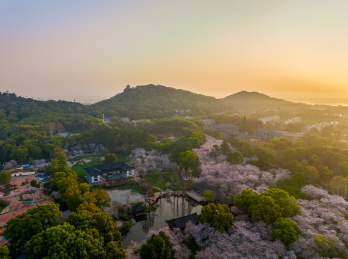 湖北武汉春季白天东湖樱花园航拍风光