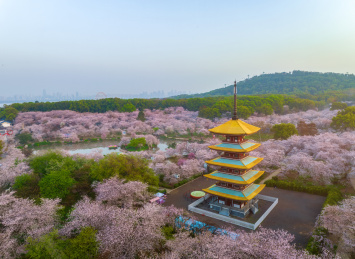 湖北武汉春季白天东湖樱花园航拍风光