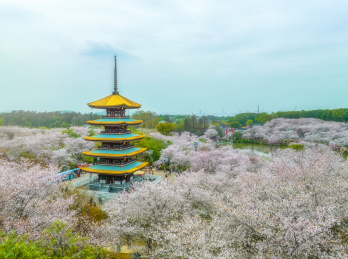 湖北武汉春季白天东湖樱花园航拍风光