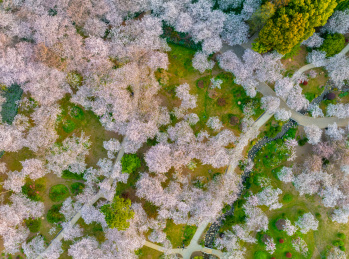 湖北武汉春季白天东湖樱花园航拍风光
