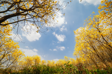 户外盛开的黄花风林木