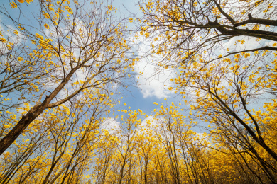 户外盛开的黄花风林木