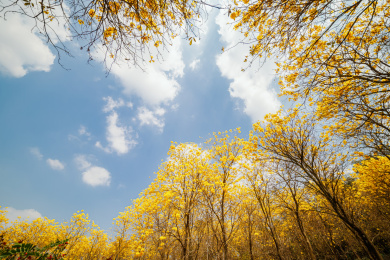 户外盛开的黄花风林木