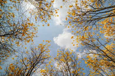 户外盛开的黄花风林木