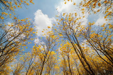 户外盛开的黄花风林木