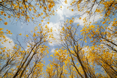 户外盛开的黄花风林木