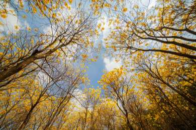 户外盛开的黄花风林木