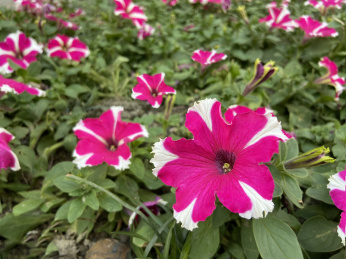 春天里的花卉碧冬茄花