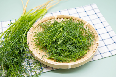 绿色背景新鲜茴香菜特写