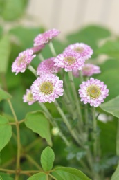 粉红色的雏菊
