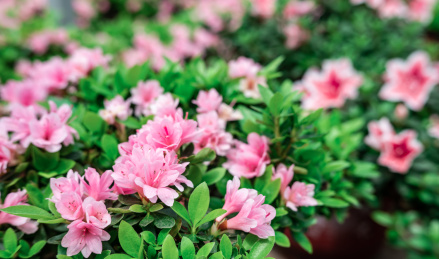 美丽的东鹃杜鹃花 