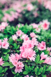 美丽的东鹃杜鹃花 